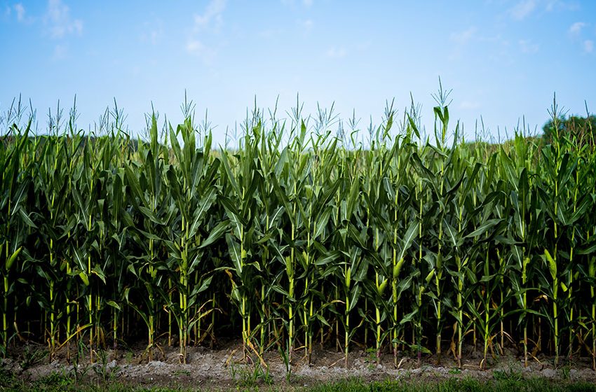  Aumentan expectativa de oferta de maíz en EU