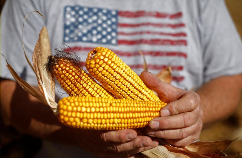  Baja precio de maíz por mejores rendimientos de EU